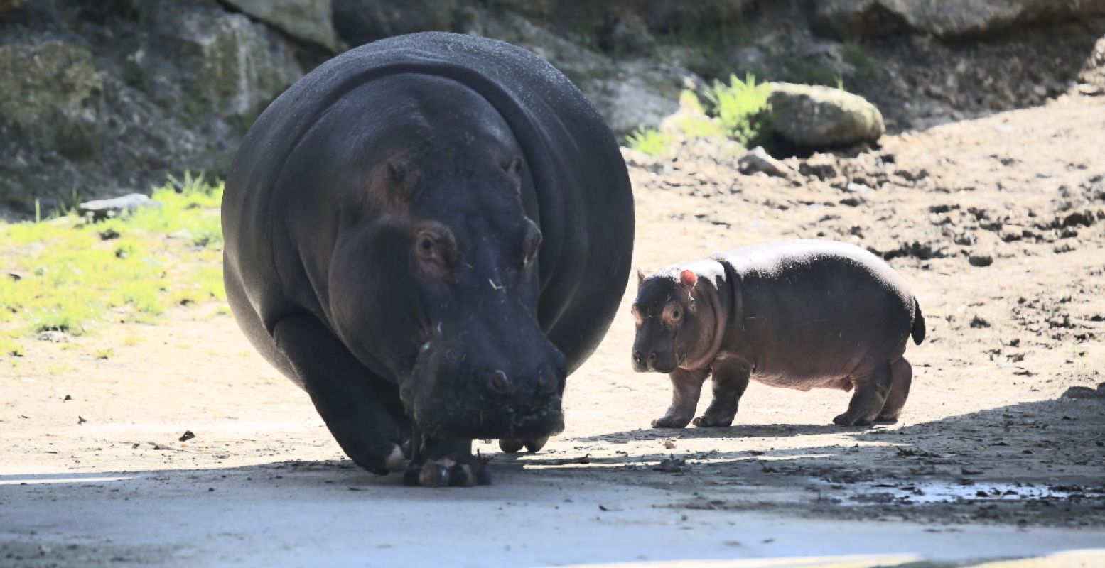 Awh, zo lief! Foto: Pairi Daiza.