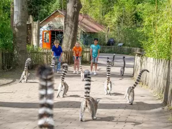 Schilderen met koffie in Apenheul De apen lopen je zo voor de voeten. Foto: Apenheul