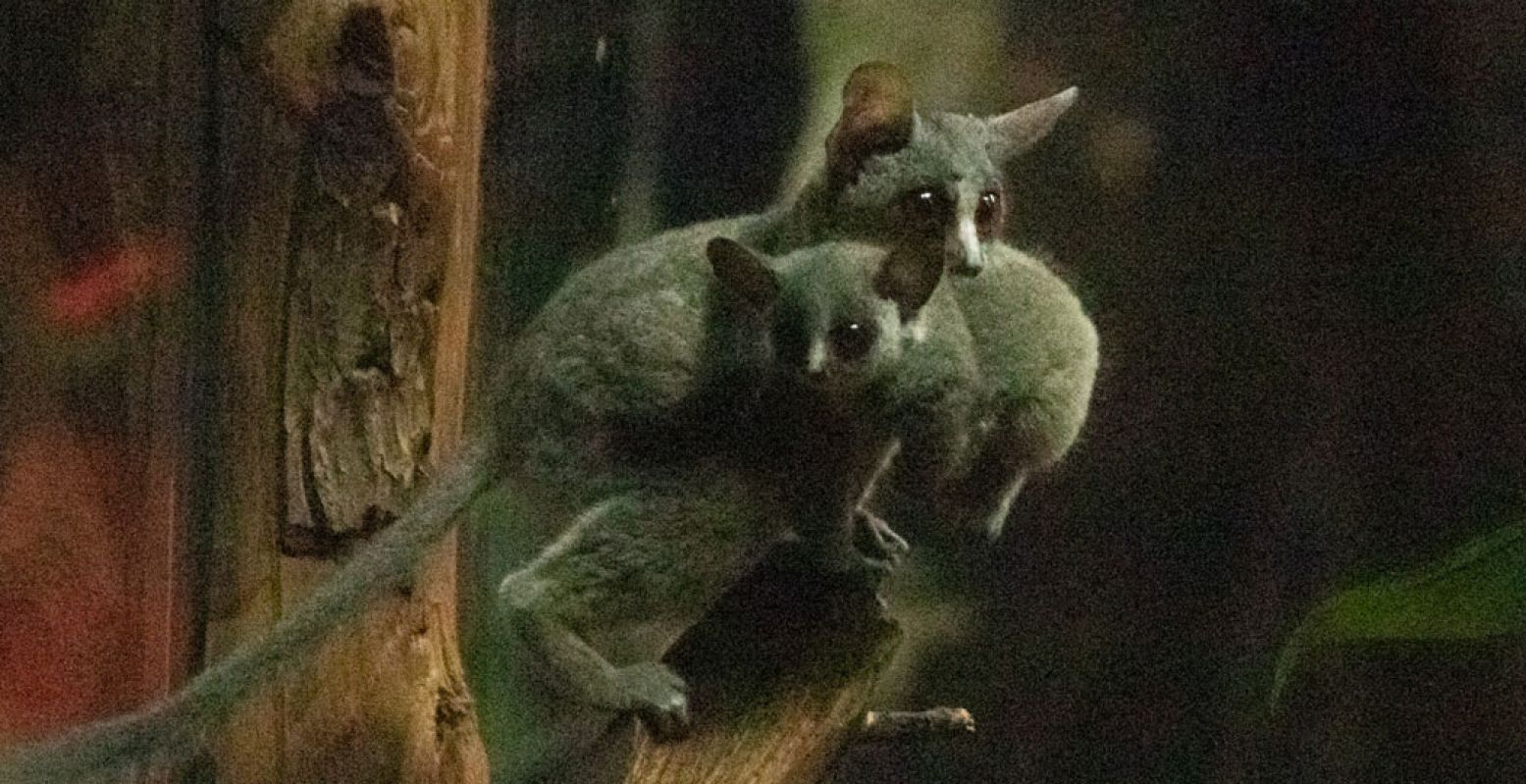 Aapjes kijken? In Dierenpark Amersfoort werden twee jonge galago-aapjes geboren! Foto: Dierenpark Amersfoort