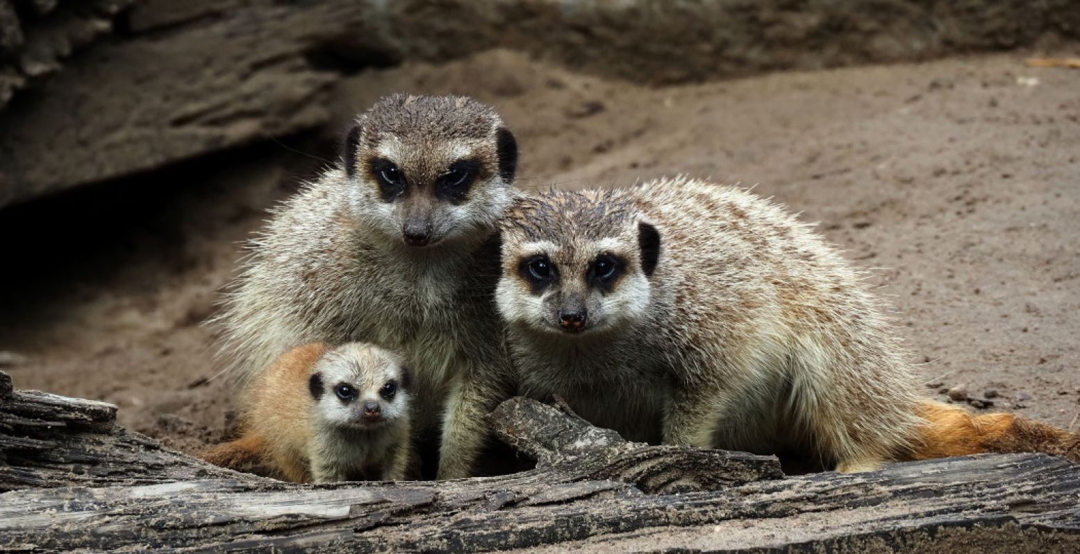 Bewonder het kleine stokstaartje in Safaripark Beekse Bergen. Foto: Beekse Bergen