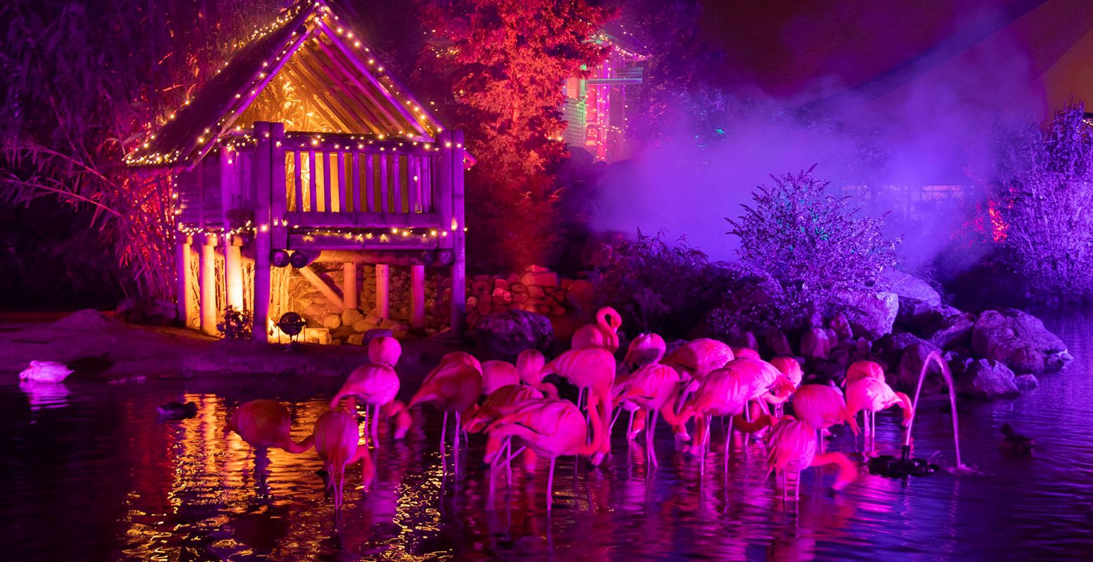 Flamingo's chillen in het water in een prachtig verlichte Orchideeën Hoeve. Foto: De Orchideeën Hoeve