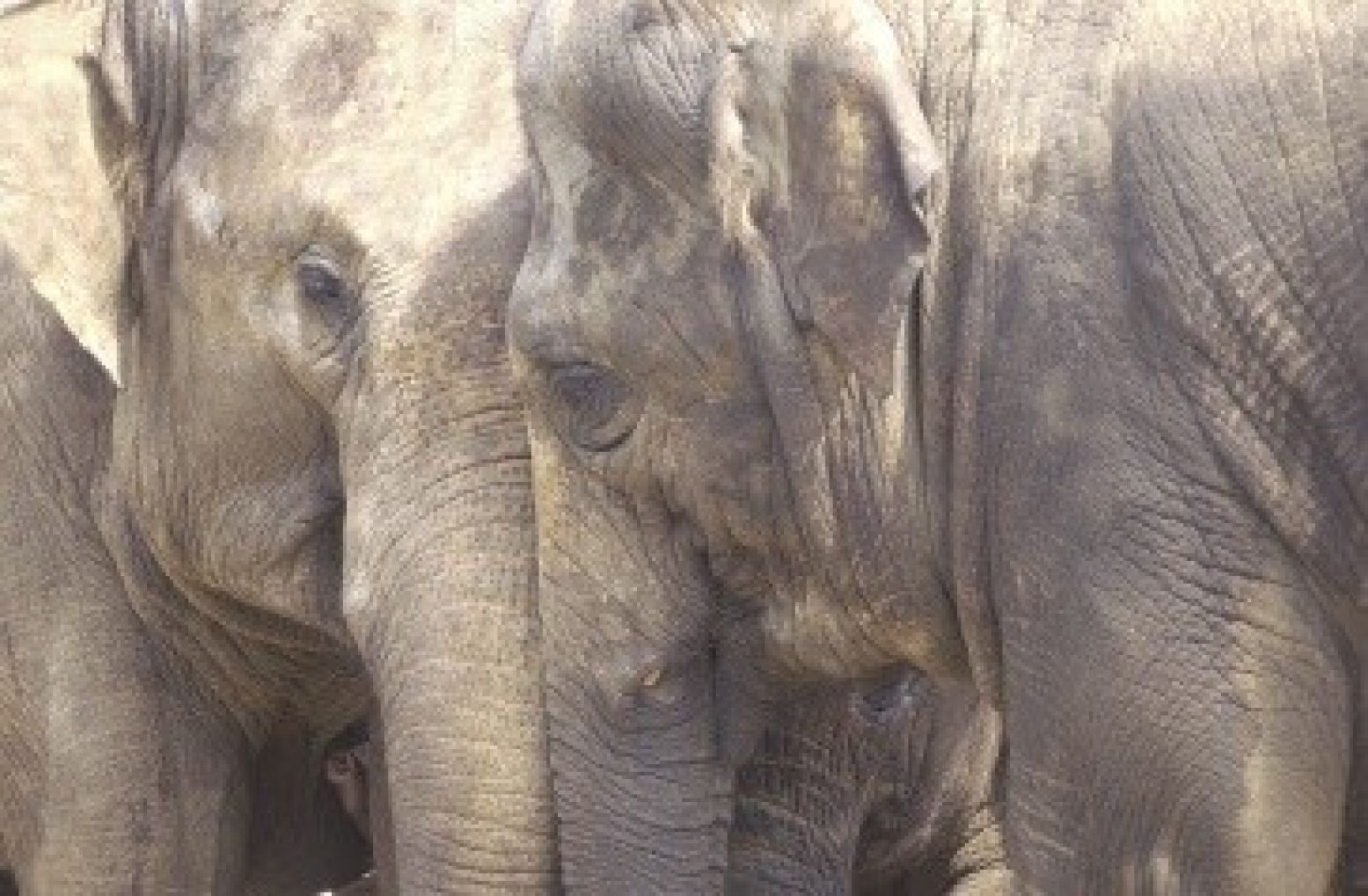 Wist je dat olifanten echte hartsvriendinnen hebben? Foto: Dierenpark Emmen