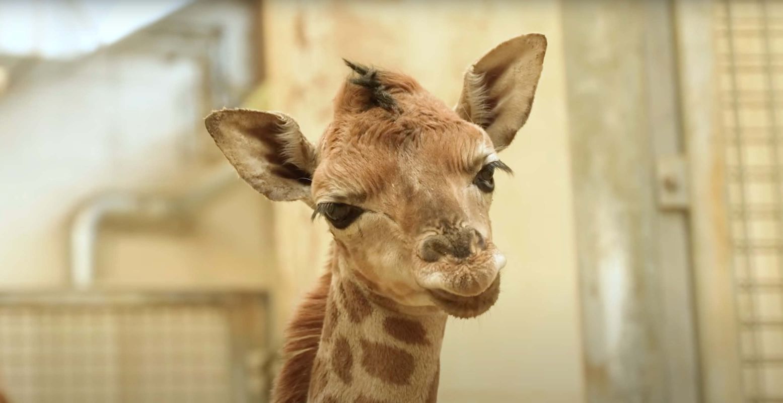 Zo lief, zo'n kleine giraf! Foto: Burgers' Zoo (still uit YouTube-video)