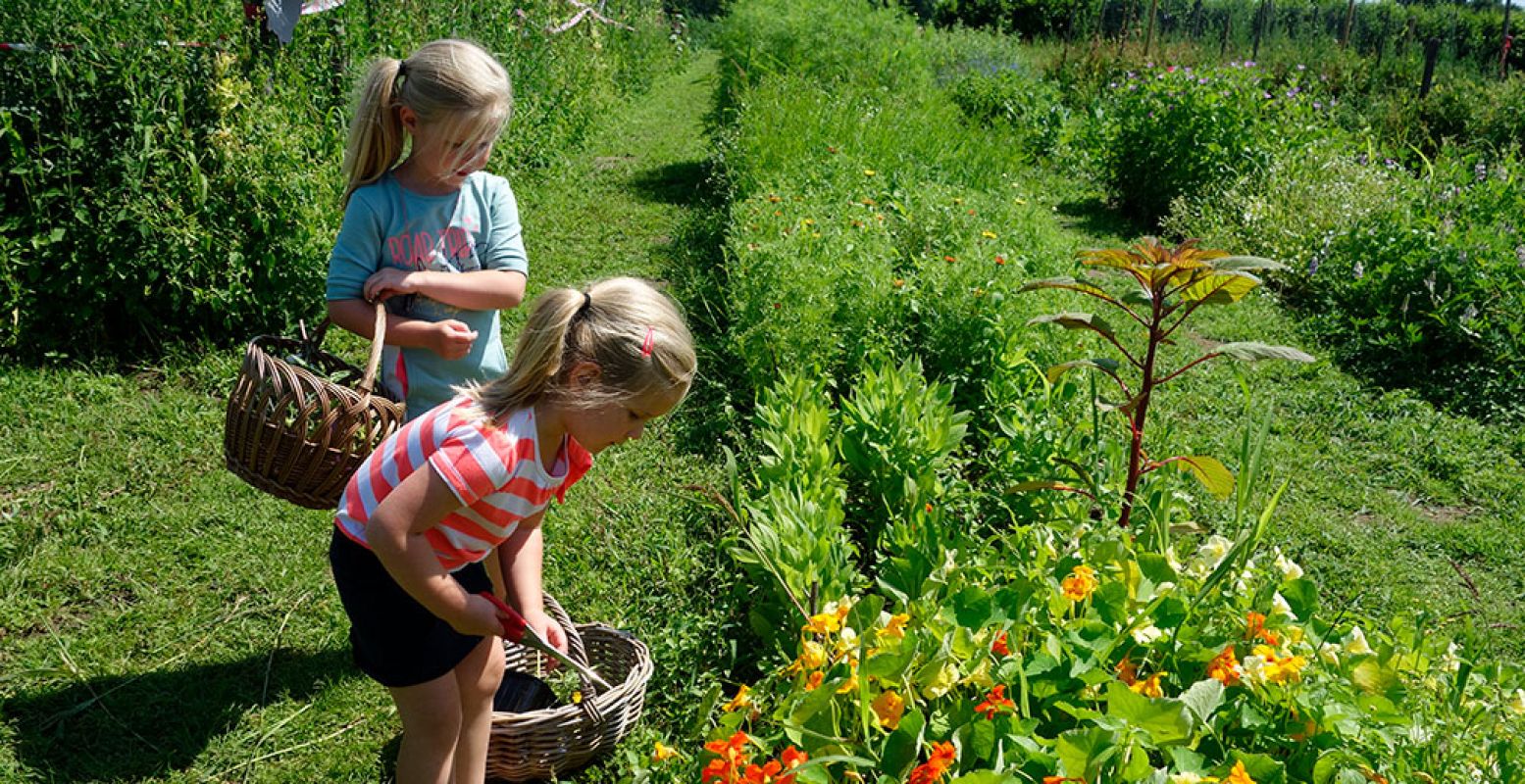 Geniet van mooie tuinen en oogst zelf bloemen in pluktuinen tijdens de Nationale Tuinweek. Dit jaar staan natuurlijke tuinen centraal. Foto: DagjeWeg.NL