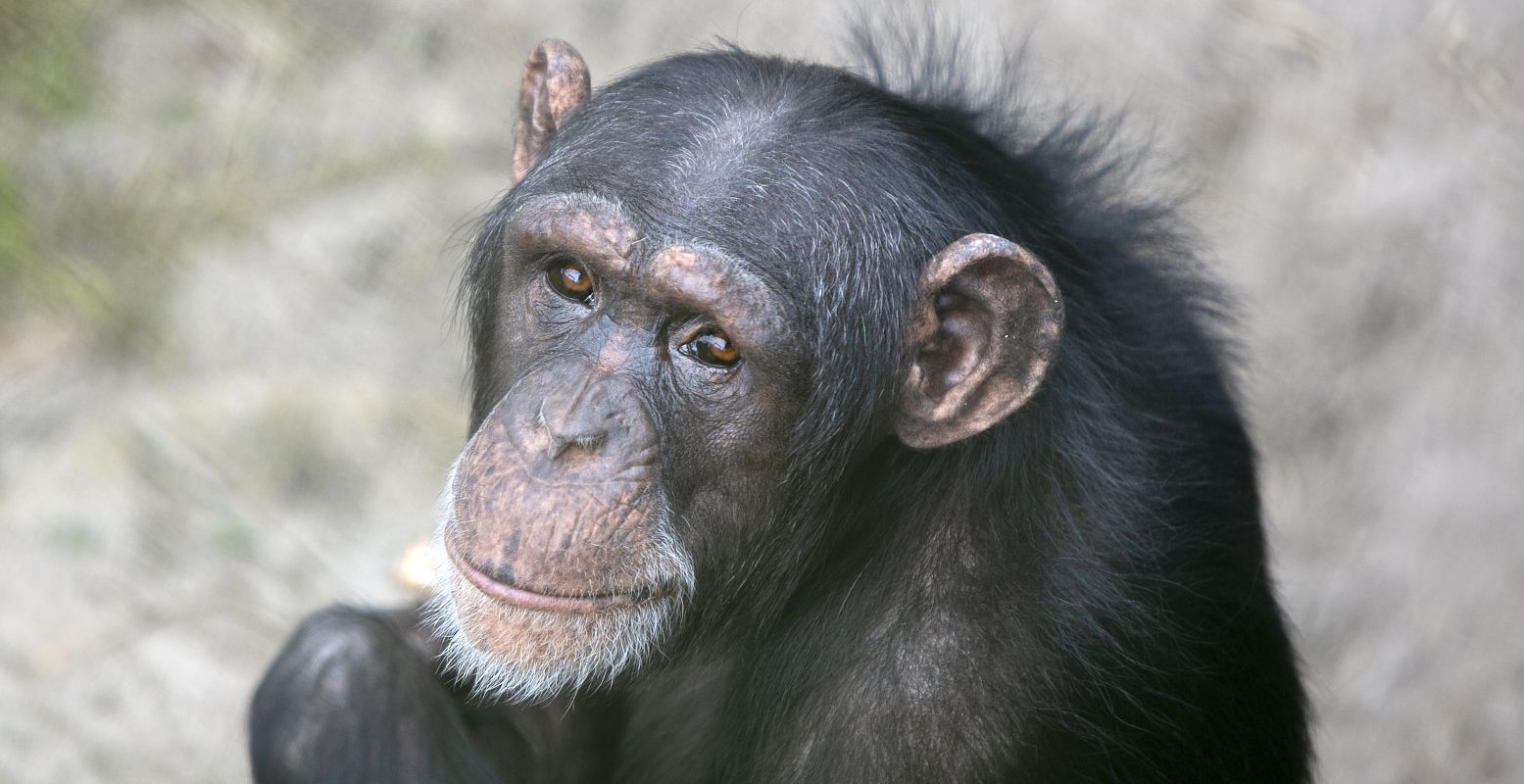 Marria de chimpansee. Foto: Hedske Vochteloo