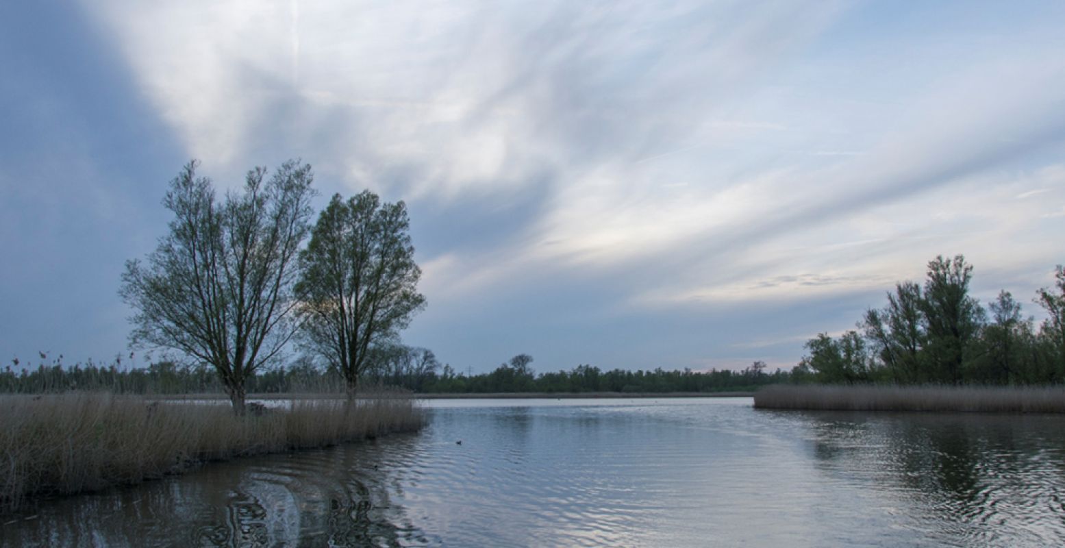 Het Biesbezoekerscentrum Dordrecht heeft een beverobservatorium. Met een beetje mazzel zie je vanaf daar bevers in het wild. Foto: © Staatsbosbeheer, Eloy Millennia Gotjé.