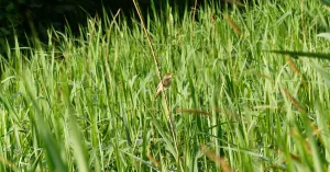 Elke vogel zing zoals het gebekt is (Kampina) Elke vogel zing zoals het gebekt is (Kampina) | Foto geüpload door gebruiker Natuurmonumenten.