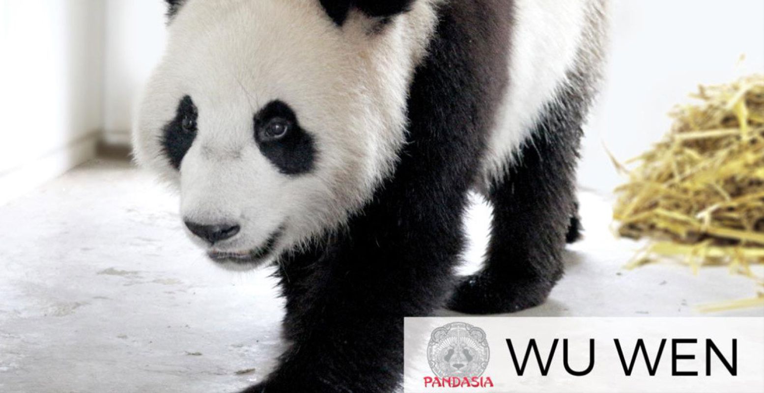 Maak kennis met de reuzenpanda's in Ouwehands Dierenpark Rhenen. Foto: Ouwehands Dierenpark Rhenen