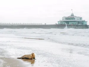 Wow, een zeehond op het strand! Foto: SEA LIFE / Silke, Zidis