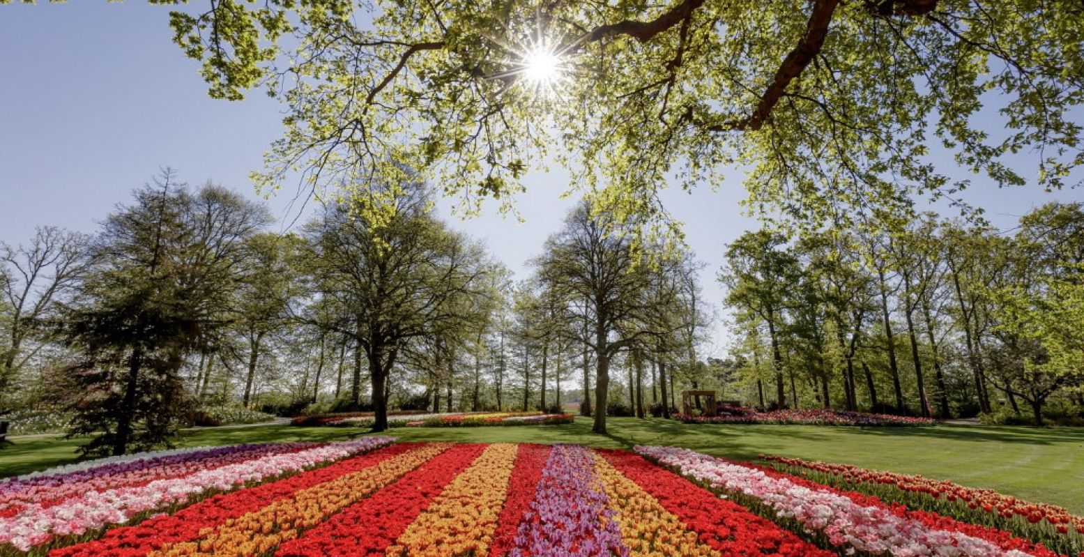 Drie dagen is de bloemenpracht in de Keukenhof te bewonderen. Foto: Keukenhof