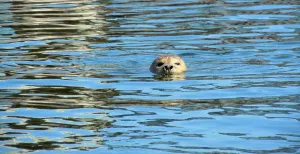 Ga op wildsafari - gewoon in Nederland!