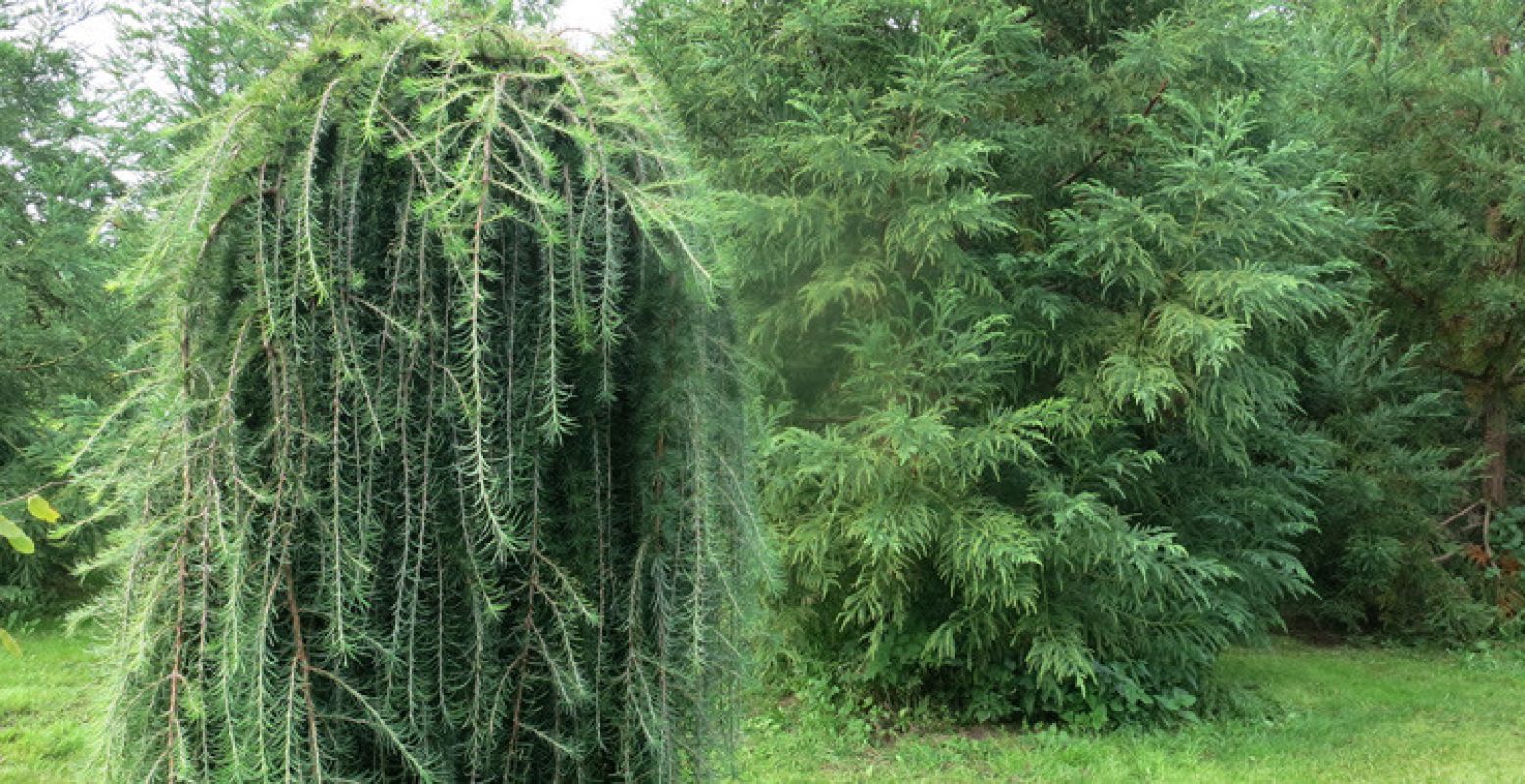 In het Arboretum staan bijzondere bomensoorten. Foto: Landgoed Tenaxx