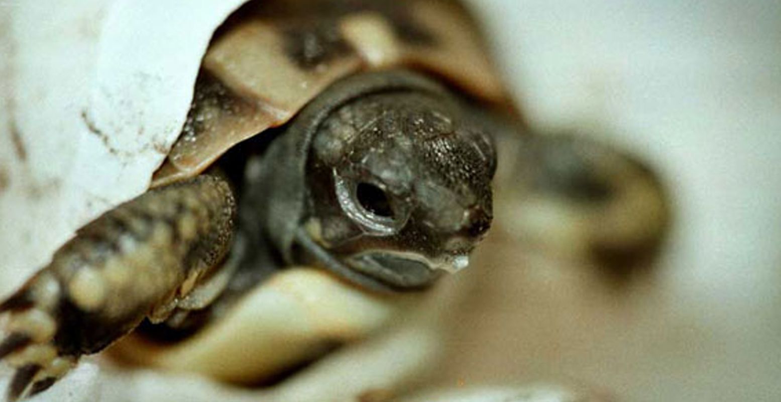 Een babyschildpad in Iguana Zoo. Foto: Iguana Zoo