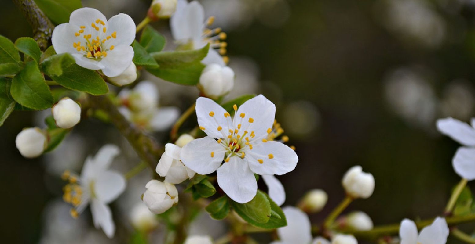 De witte pruimenbloesem bloeit samen met de kersenbloesem als eerste. Vaak al begin april. Foto: Maria Godfrida via  Pixabay 