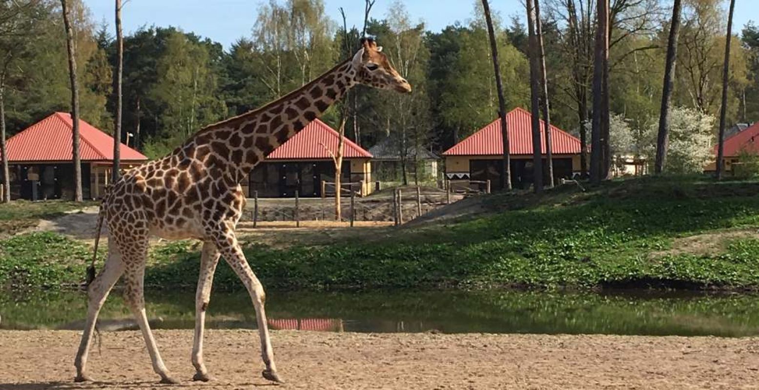 Safari in eigen land. Overnachten in het Vakantiepark en Safari Resort voelt als een verre reis, zeker als opeens een giraf langs je verblijf wandelt. Foto: Safaripark Beekse Bergen