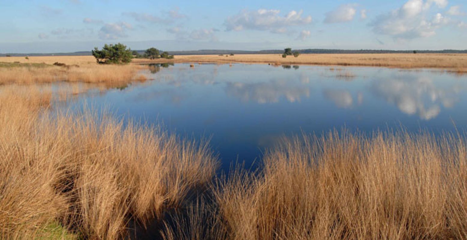 Ontdek De Hoge Veluwe! Foto: Henk Ruseler.