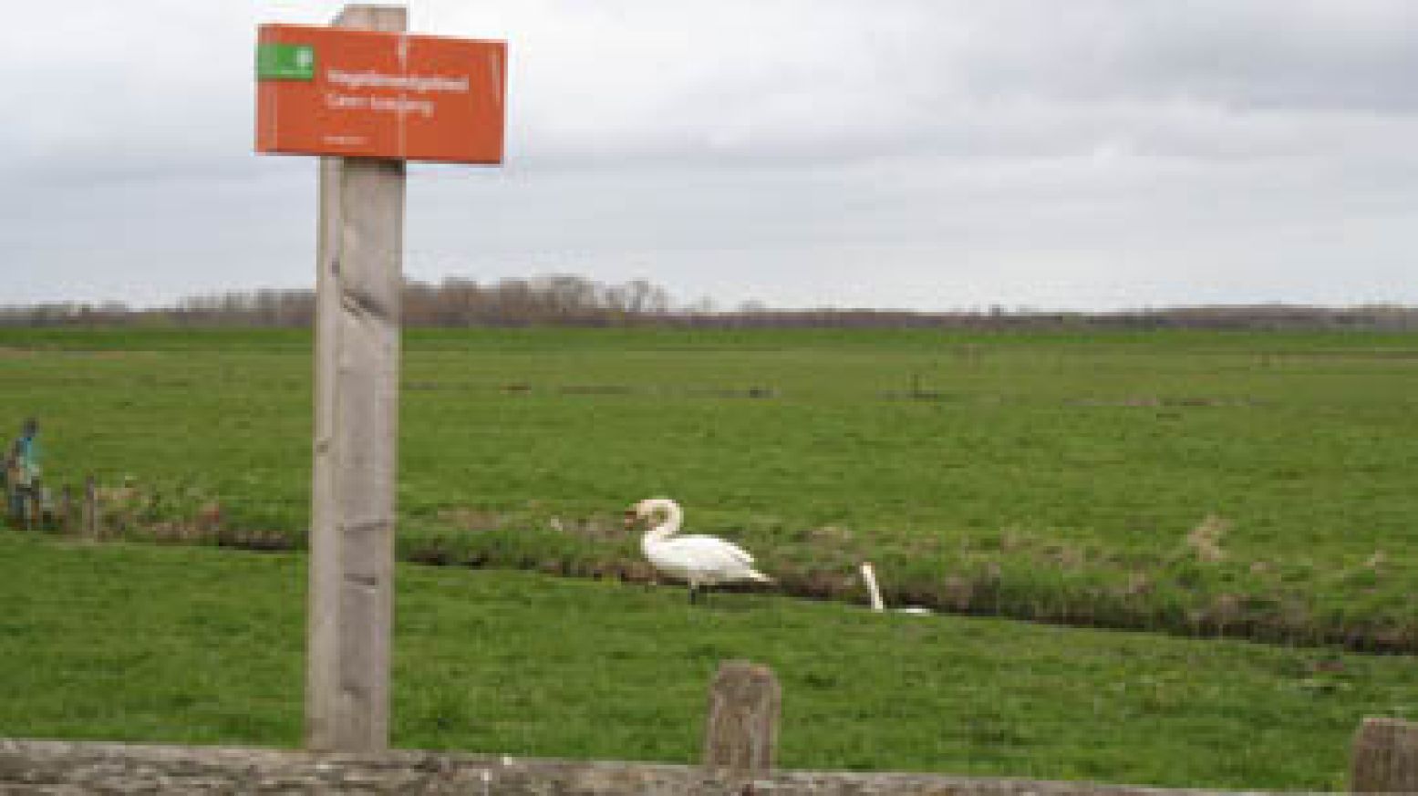 Het waterrijke gebied is een geliefde broedplaats voor vogels. Foto: Annette van den Berg.