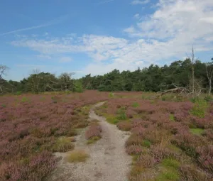 Bloeiende heidewandeling Foto geüpload door gebruiker Geldersch Landschap en Kasteelen