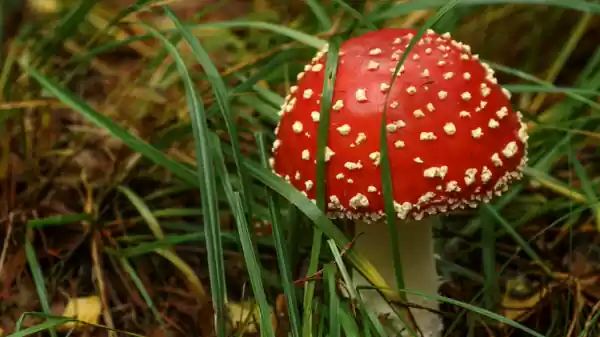 Paddenstoelen in het Gadrabos vliegenzwam | Foto ge&uuml;pload door gebruiker Staatsbosbeheer.