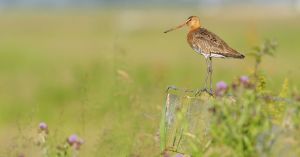 11/06/25 Waal Orchideeën en vogels in Waalenburg - Texel