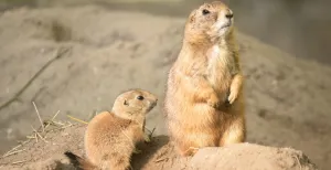 Geboortenieuws uit de dierentuin