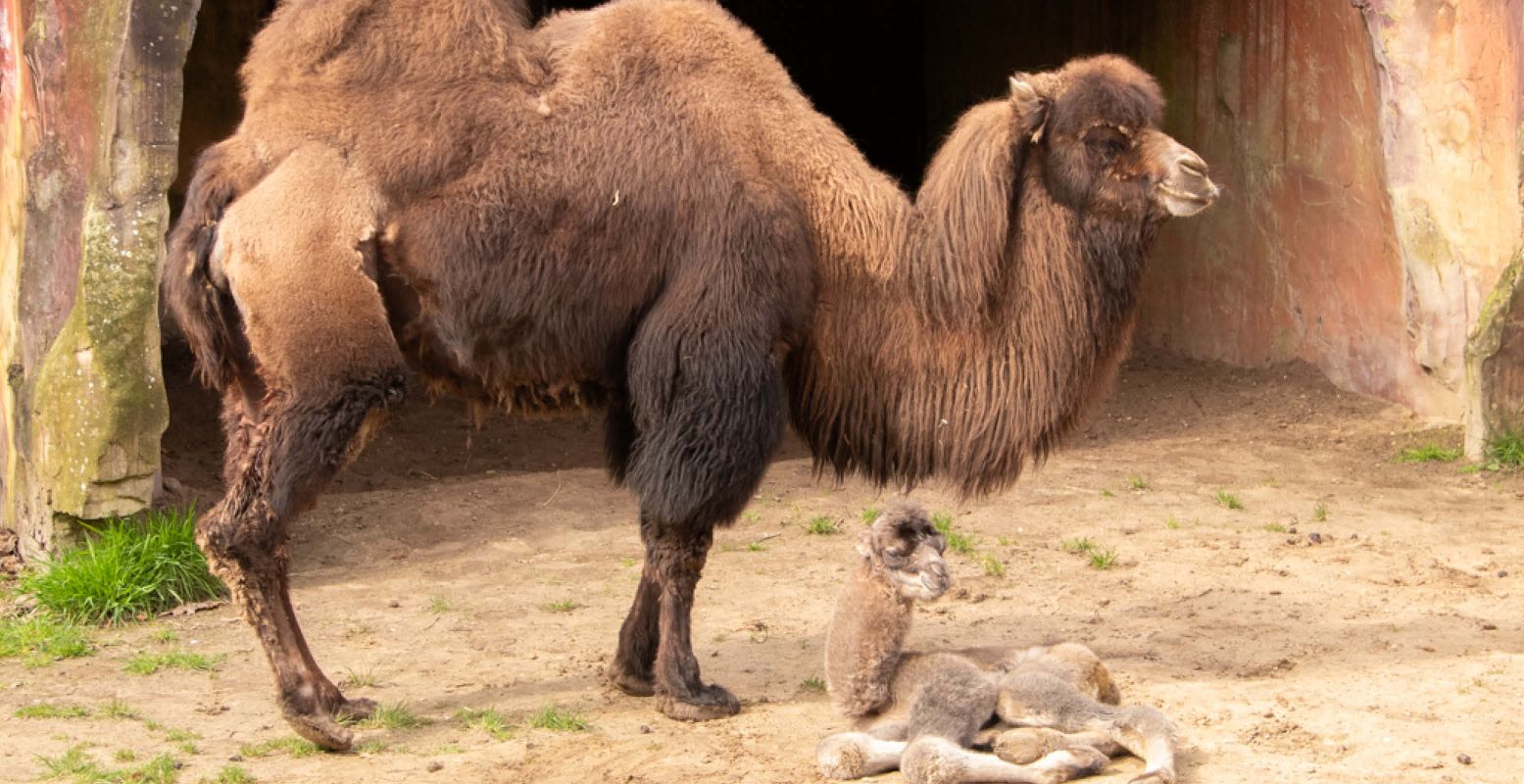 Het kleine kameeltje laat al goed van zich horen. Foto: DierenPark Amersfoort