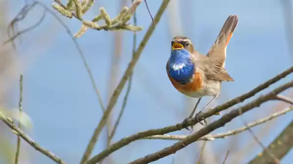 Vogels van de Deurnsche Peel Foto geüpload door gebruiker Staatsbosbeheer.