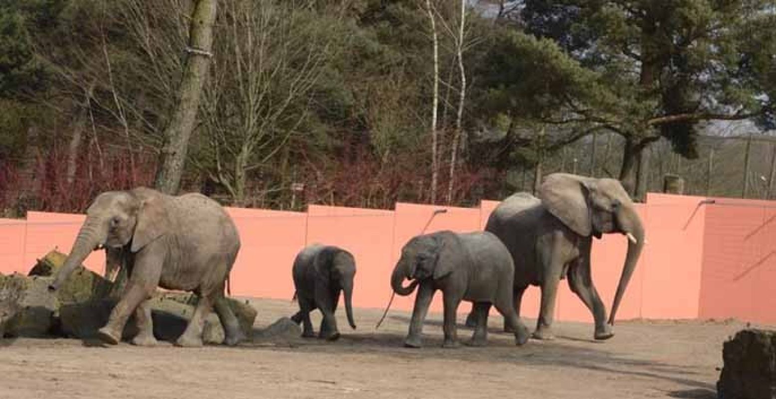 De familie is elke dag even in het buitenverblijf te zien. Foto: Safaripark Beekse Bergen