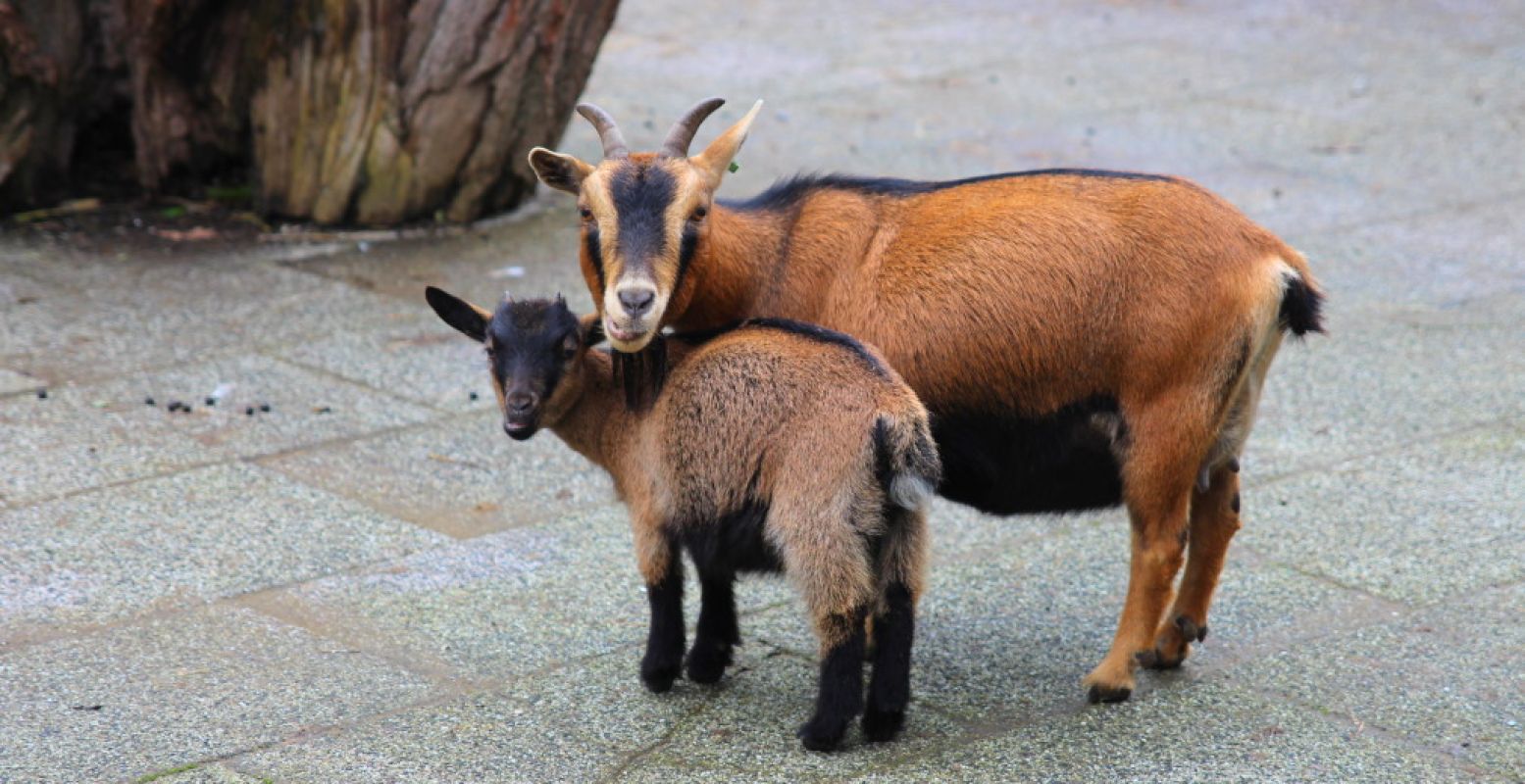 Zo leuk en hartstikke budgetproof: kinderboerderijen bezoeken. Foto: DagjeWeg.NL, Coby Boschma.