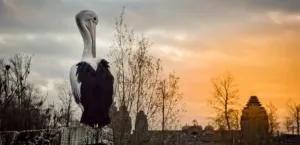 De zes mooiste dierentuinen van België Sfeervol dagje uit. Foto: Pairi Daiza