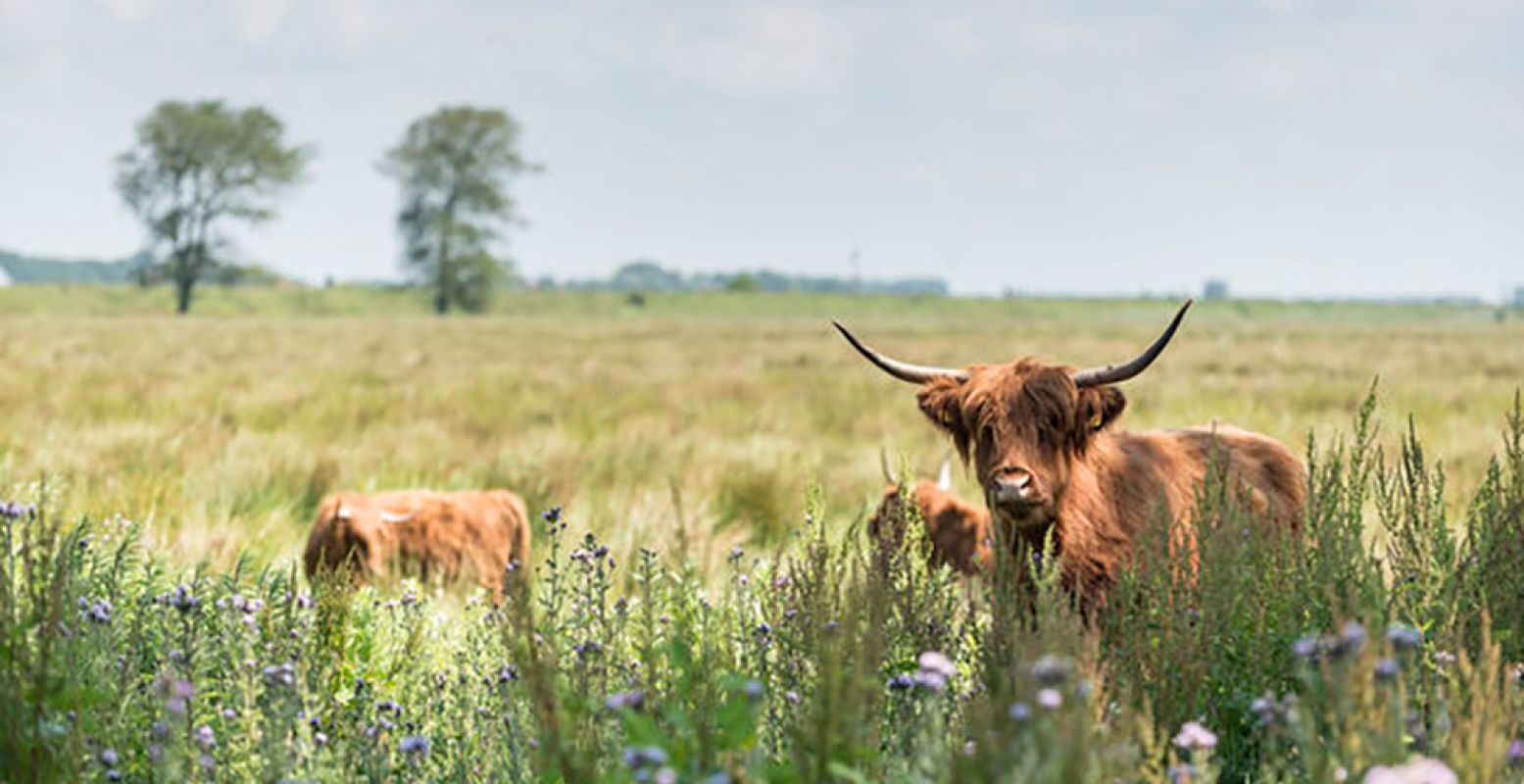 Ontvlucht het vuurwerk op het eilandje Tiengemeten. Natuur, een stukje cultuur en een heerlijke herberg, maar vooral: rust! Foto: Natuurmonumenten