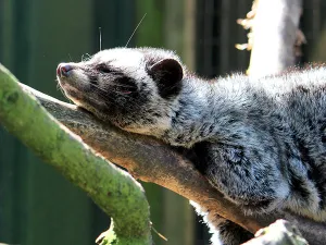 Een slapende loewak in het dierenpark. Foto: Taman Indonesia.