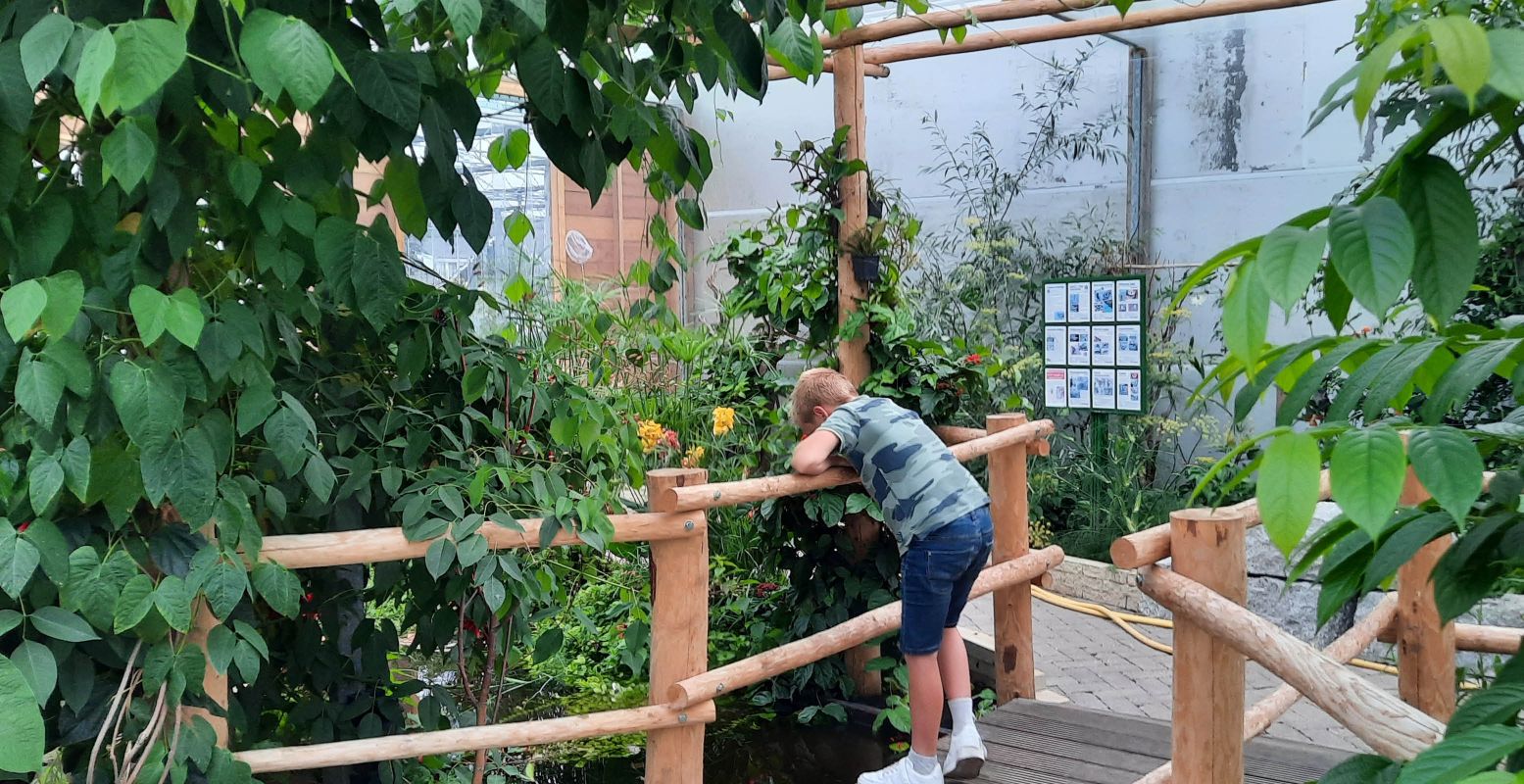 In het water van de vlindertuin zwemmen kleine vissen. Foto: DagjeWeg.NL