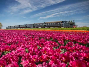 Museumstoomtram Hoorn-Medemblik