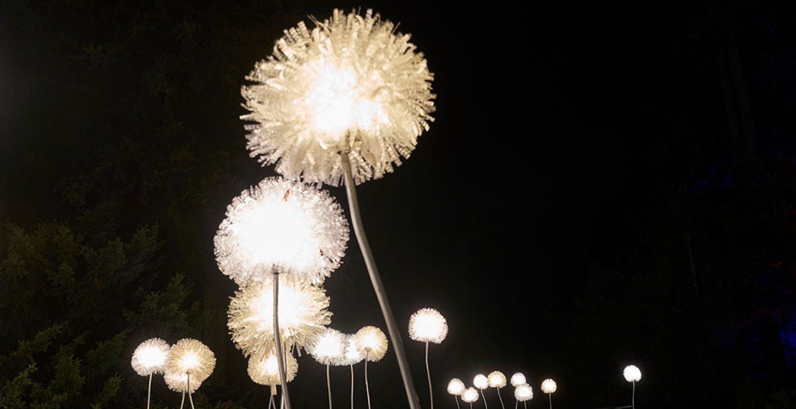 Gemaakt van gerecyclede plastic flessen: Giant Dandelions, van kunstenares Olivia d'Aboville. Foto: Lumen in Art