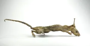 Deze dieren kregen een sterrenstatus na een bizarre dood Deze rat werd een mummie nadat hij een schroef door zijn kop kreeg. Foto: Het Natuurhistorisch.