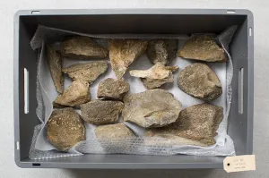 Neem je vondst mee Stadhuismuseum Zierikzee Foto geüpload door gebruiker Waterlinie Evenement
