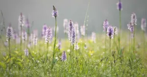 Ontdek de bloemenpracht van Arboretum Poort Bulten | Foto geüpload door gebruiker Natuurmonumenten. Ontdek de bloemenpracht van Arboretum Poort Bulten | Foto geüpload door gebruiker Natuurmonumenten.