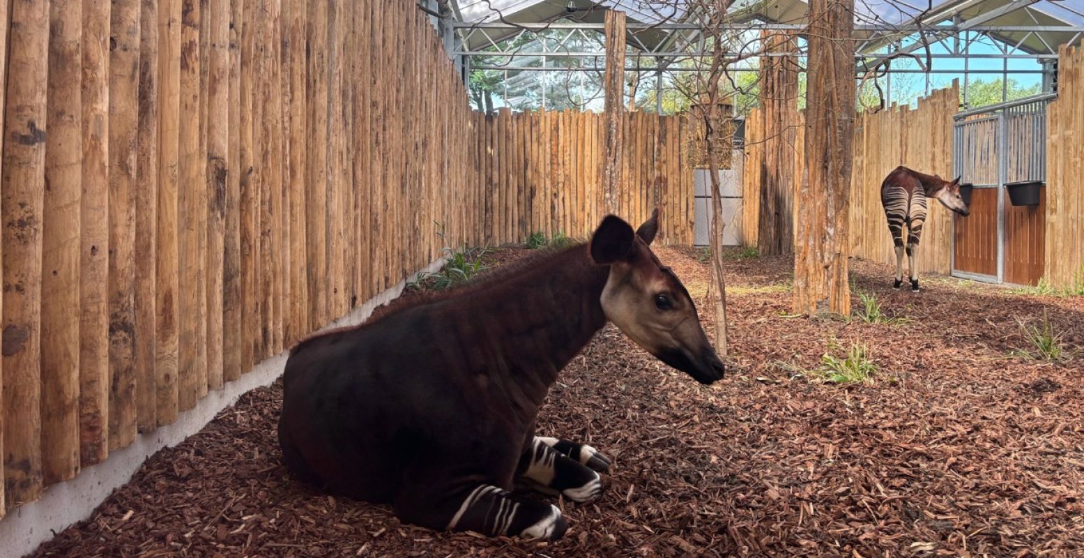 Ook de zeldzame okapi's zijn te zien in Ngyuwe. Foto: ZooParc Overloon Ook de zeldzame okapi's zijn te zien in Ngyuwe. Foto: ZooParc Overloon