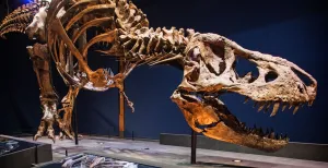 Top 10 uitjes van de herfst Tyrannosaurus rex Trix in de tentoonstelling T. rex in Town. Foto: Marten van Dijl/Naturalis.