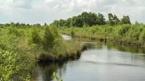 Zomerwandeling Engbertsdijksvenen rivier in de engbertsdijkvenen | Foto ge&uuml;pload door gebruiker Staatsbosbeheer.