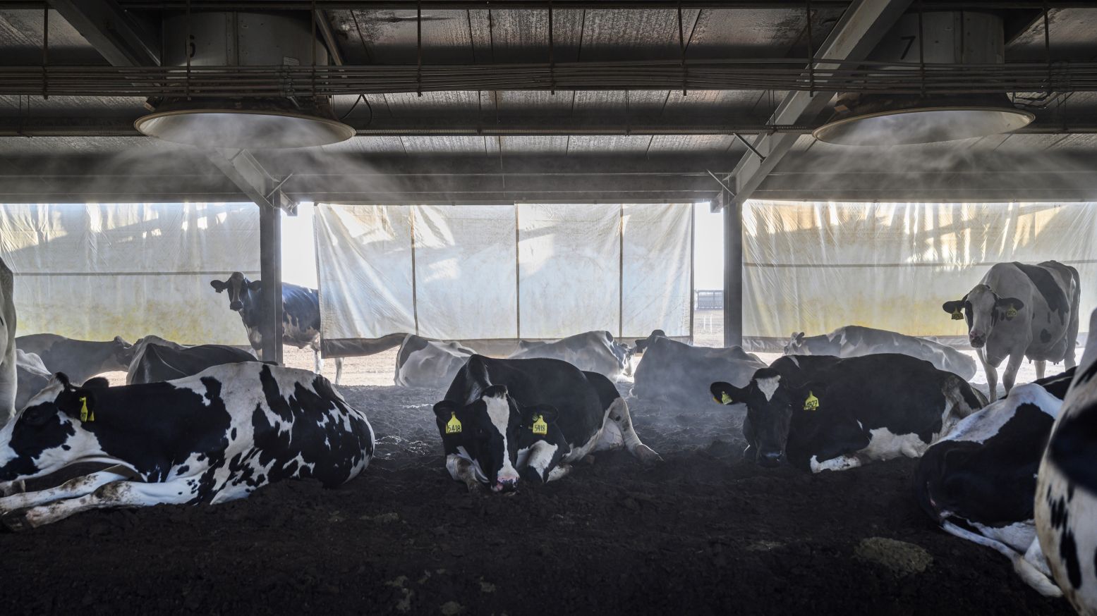 Megastallen vol koeien. Foto: Kadir van Lohuizen / NOOR Images