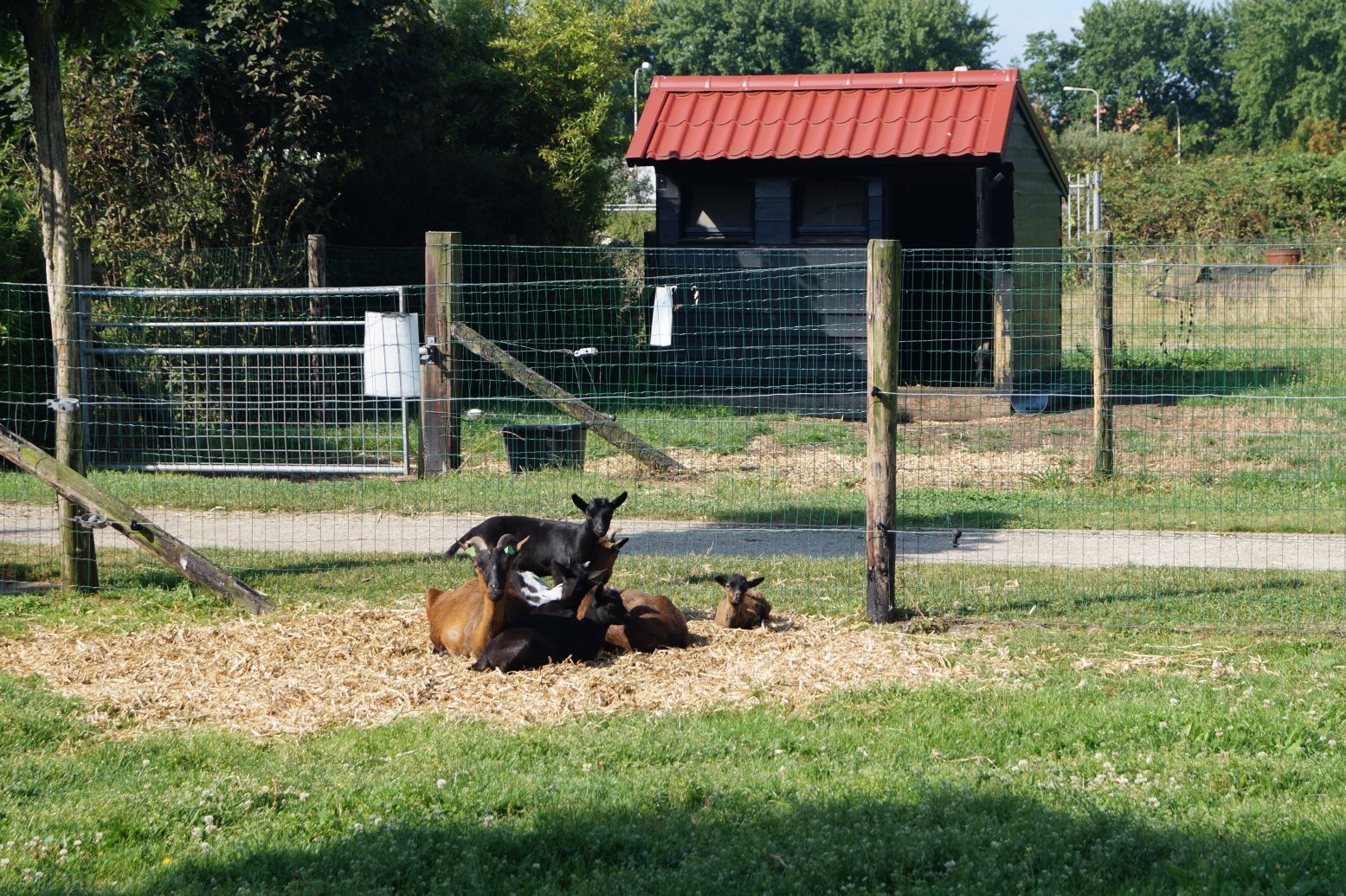 Lieve geitjes in overvloed op Kinderboerderij De Mèkkerstee. Foto: Dagjeweg.nl