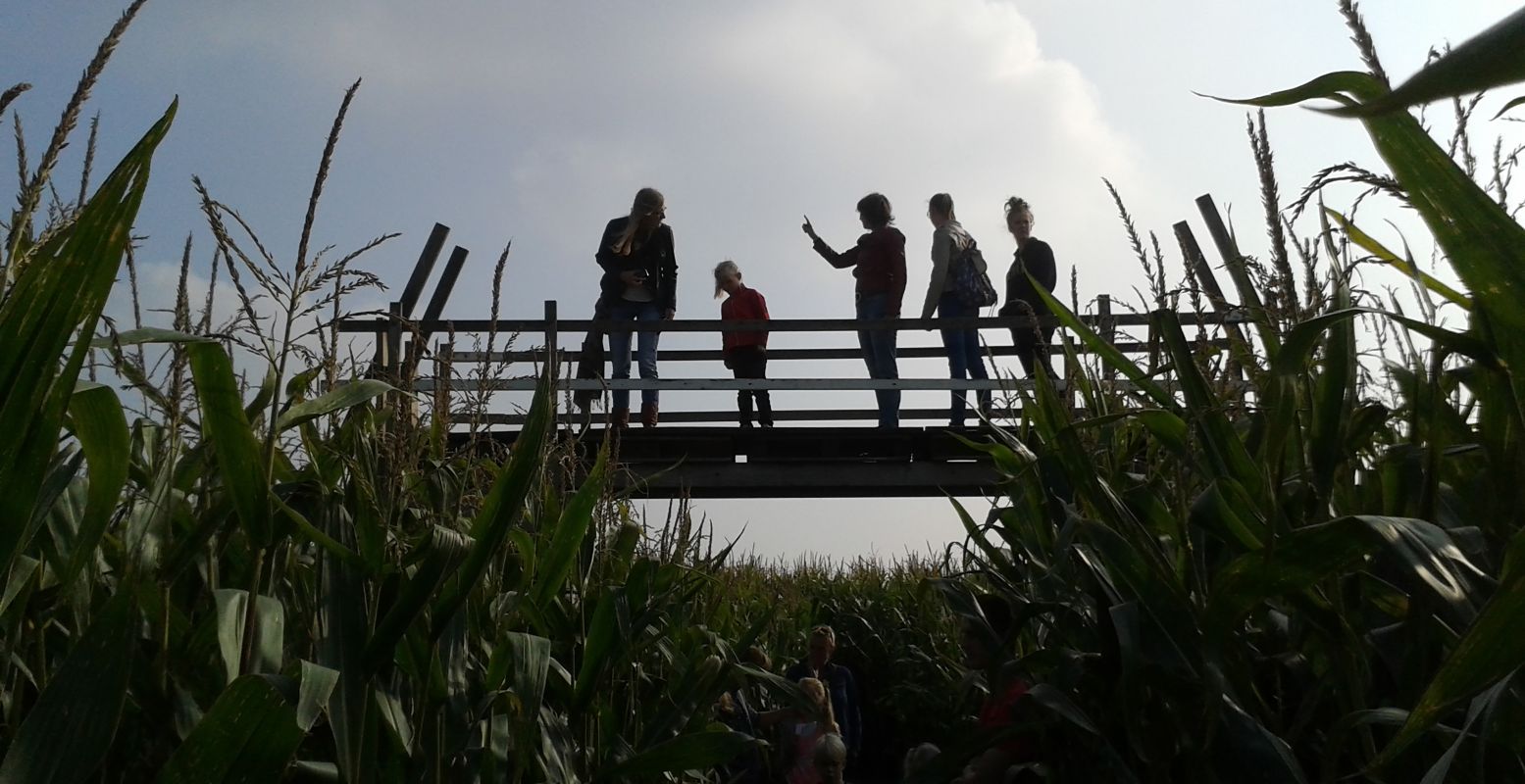 Vanaf de hoge brug kijken waar je bent en hoe je verder moet... Het is weer tijd voor de maisdoolhoven! Zoals die van de Bloemenboerderij. Foto: De Bloemenboerderij © Johan Schoonderwoerd