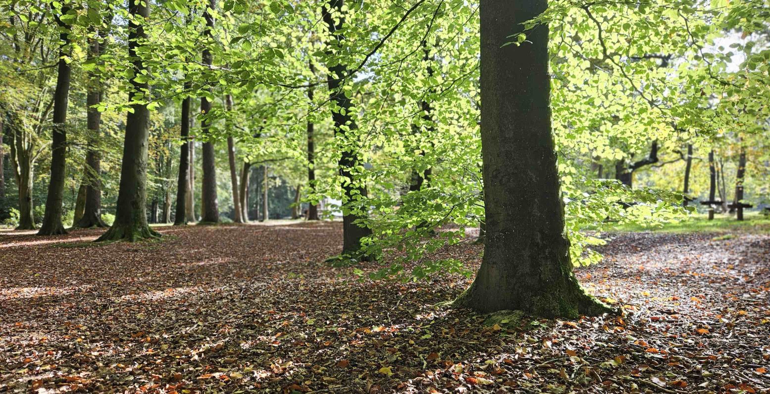 Daar waar het park geleidelijk overgaat in bos... Foto: © Stadspark Berg & Bos Apeldoorn Daar waar het park geleidelijk overgaat in bos... Foto: © Stadspark Berg & Bos Apeldoorn