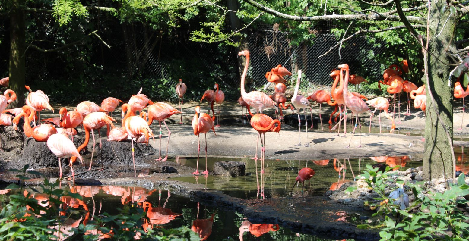 Bewonder de volière vol met flamingo's. Foto: DagjeWeg.NL