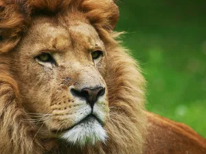 Dierentuin in Limburg: bezoek GaiaZOO