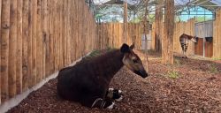 Nieuw Afrikagebied in ZooParc Overloon 'Ngyuwe' gaat eindelijk open!