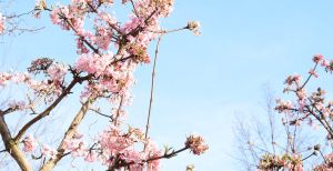 Over de foto: Geniet van wonderschone natuur in een botanische tuin. Foto: Redactie DagjeWeg.NL Geniet van wonderschone natuur in een botanische tuin. Foto: Redactie DagjeWeg.NL