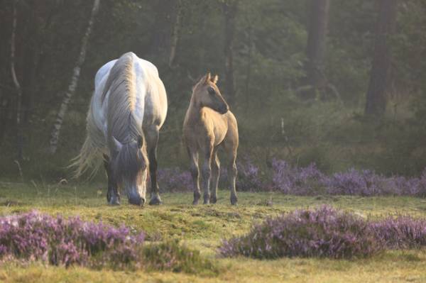 OERRR (8-12 jaar) IJslandse Paarden OERRR (8-12 jaar) IJslandse Paarden | Foto ge&uuml;pload door gebruiker Natuurmonumenten.